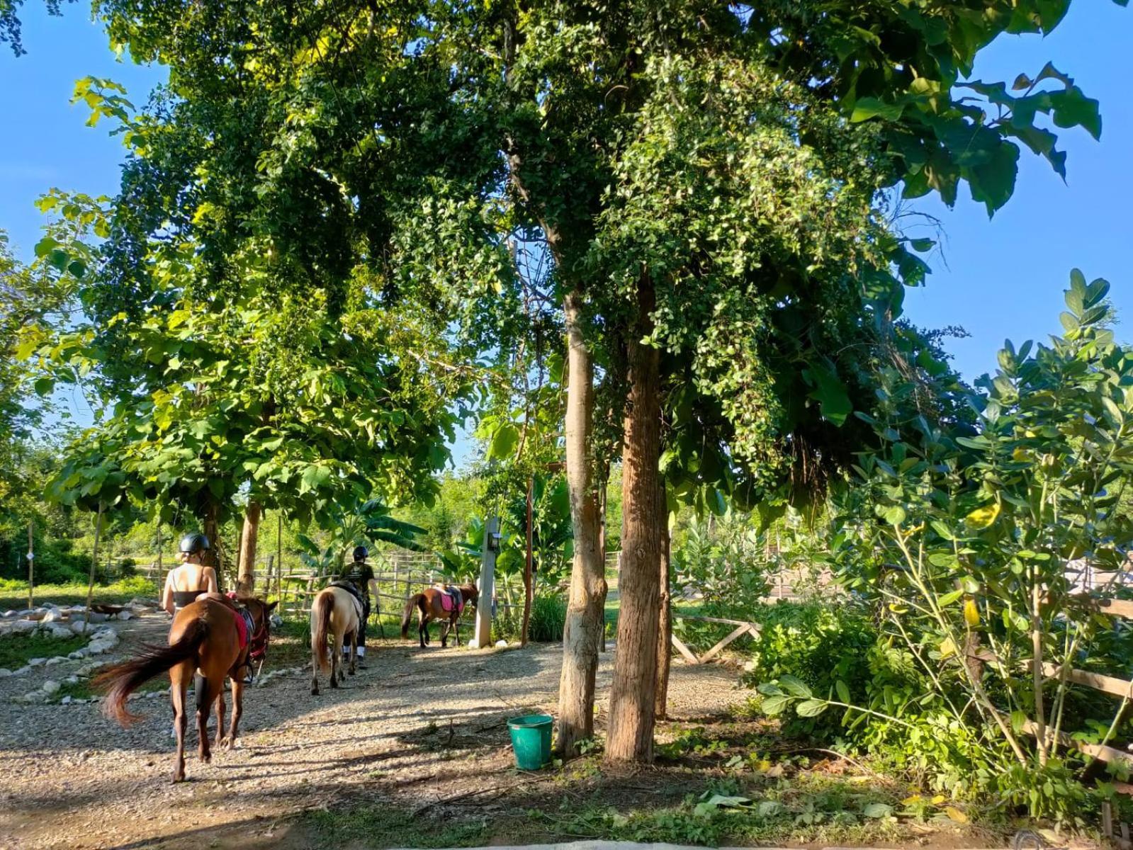 Namkhan Horses Stables Luang Prabang Ngoại thất bức ảnh
