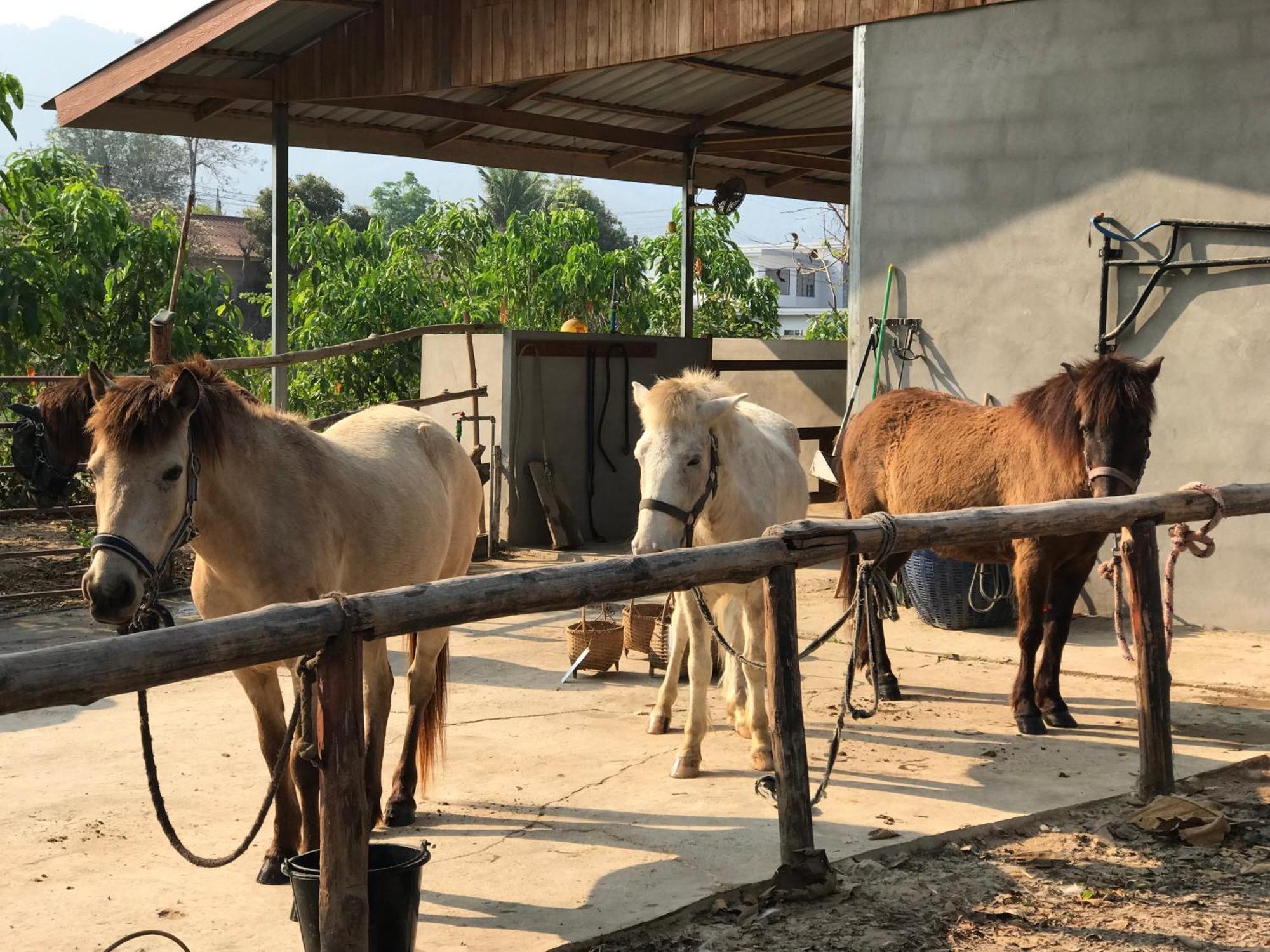 Namkhan Horses Stables Luang Prabang Ngoại thất bức ảnh